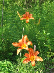 Our day lilies!