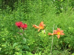 Bee balm and day lilies in my little "garden" spot.